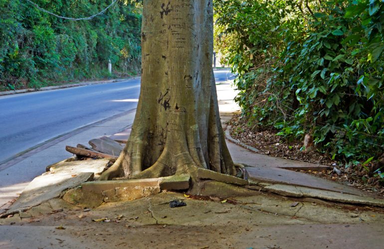 Treating Tree Roots Under Concrete Footpaths