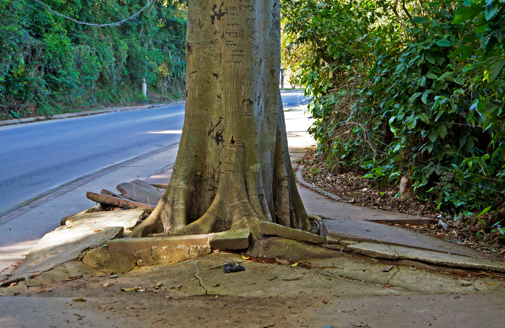 Treating Tree Roots Under Concrete Footpaths